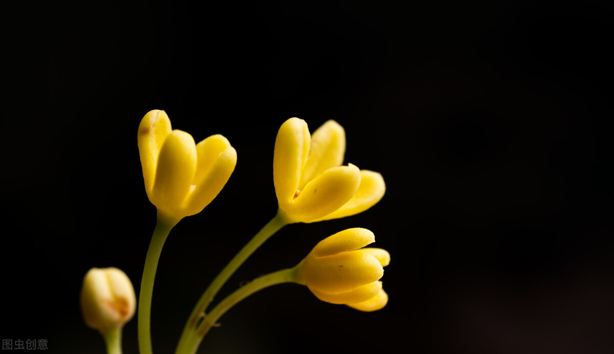 清可绝尘,清可绝尘浓能远溢什么意思