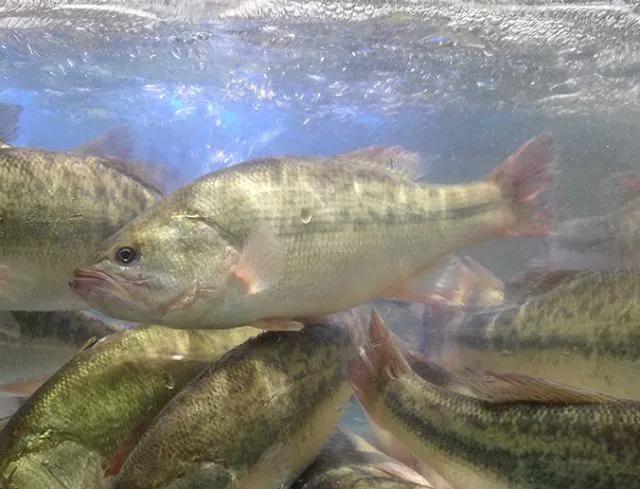 鱼类食材大全名称图片,鱼类菜谱大全100种