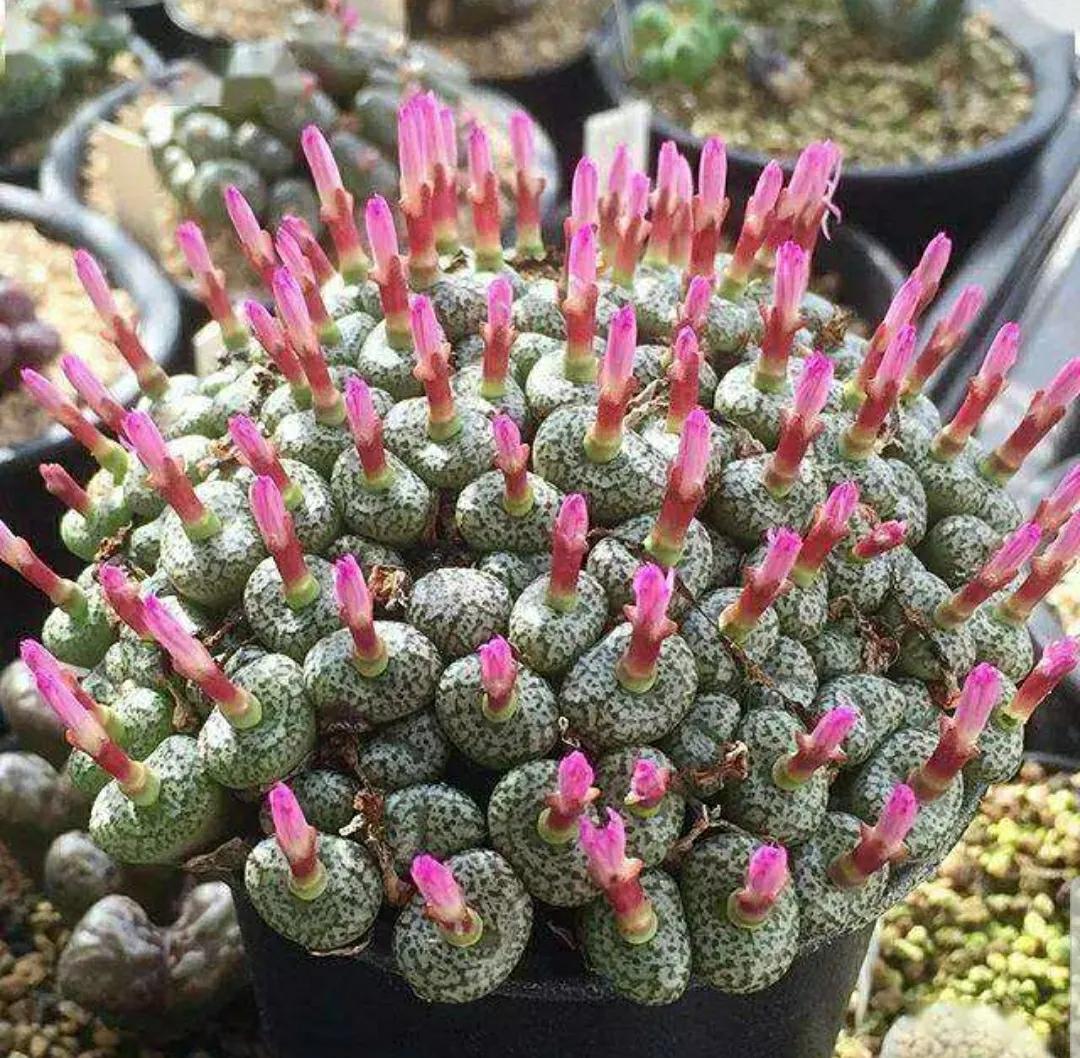 多肉植物石头开花,多肉石头花秋季