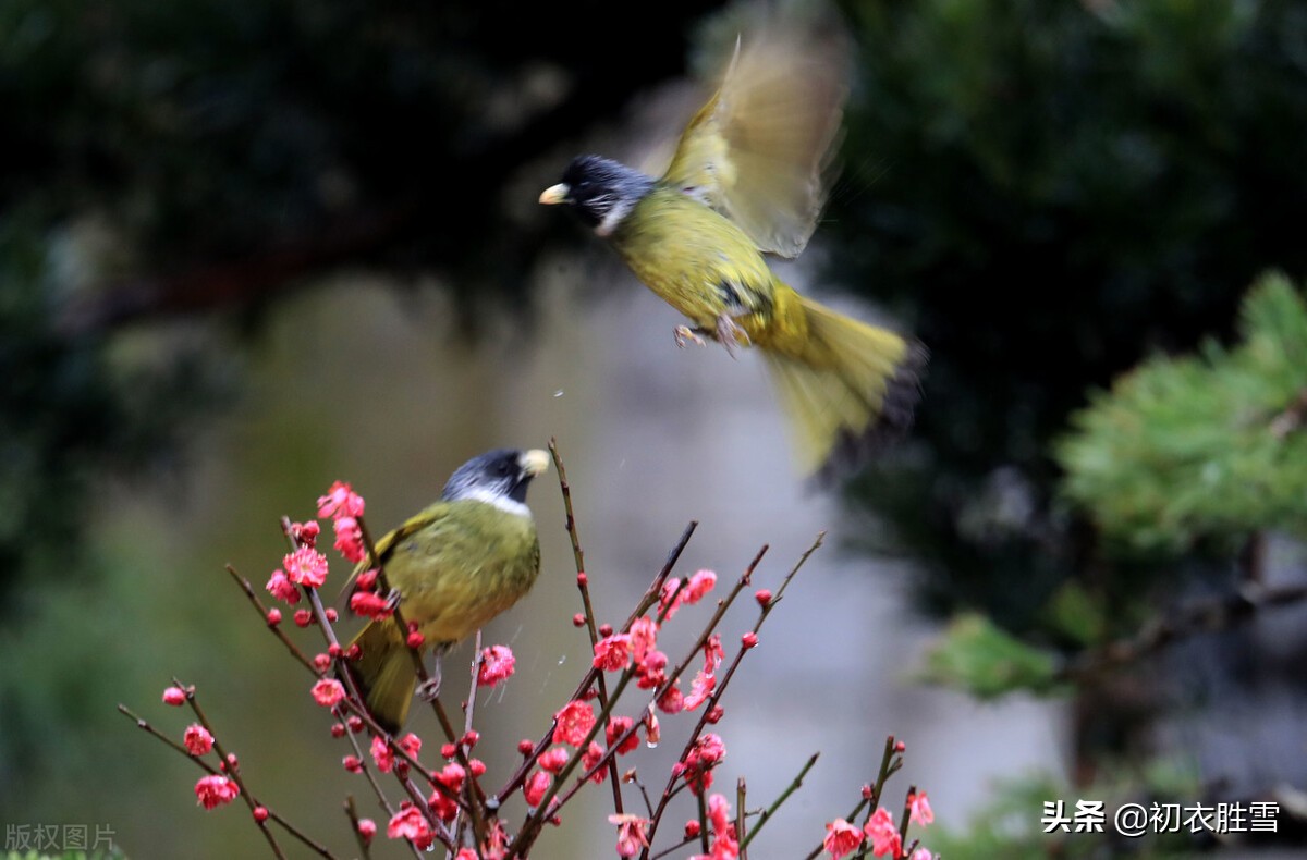 古诗前后两句都带春字,春节的古诗三首简单带有春字