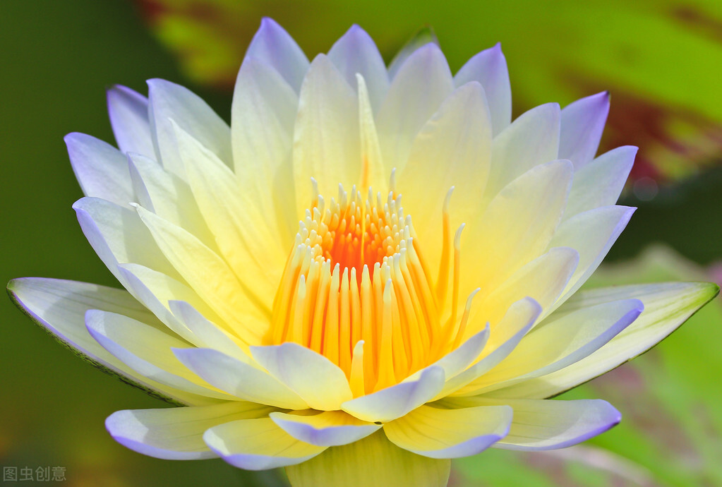 厦门莲花中学为什么叫莲花中学,厦门市莲花中学简介