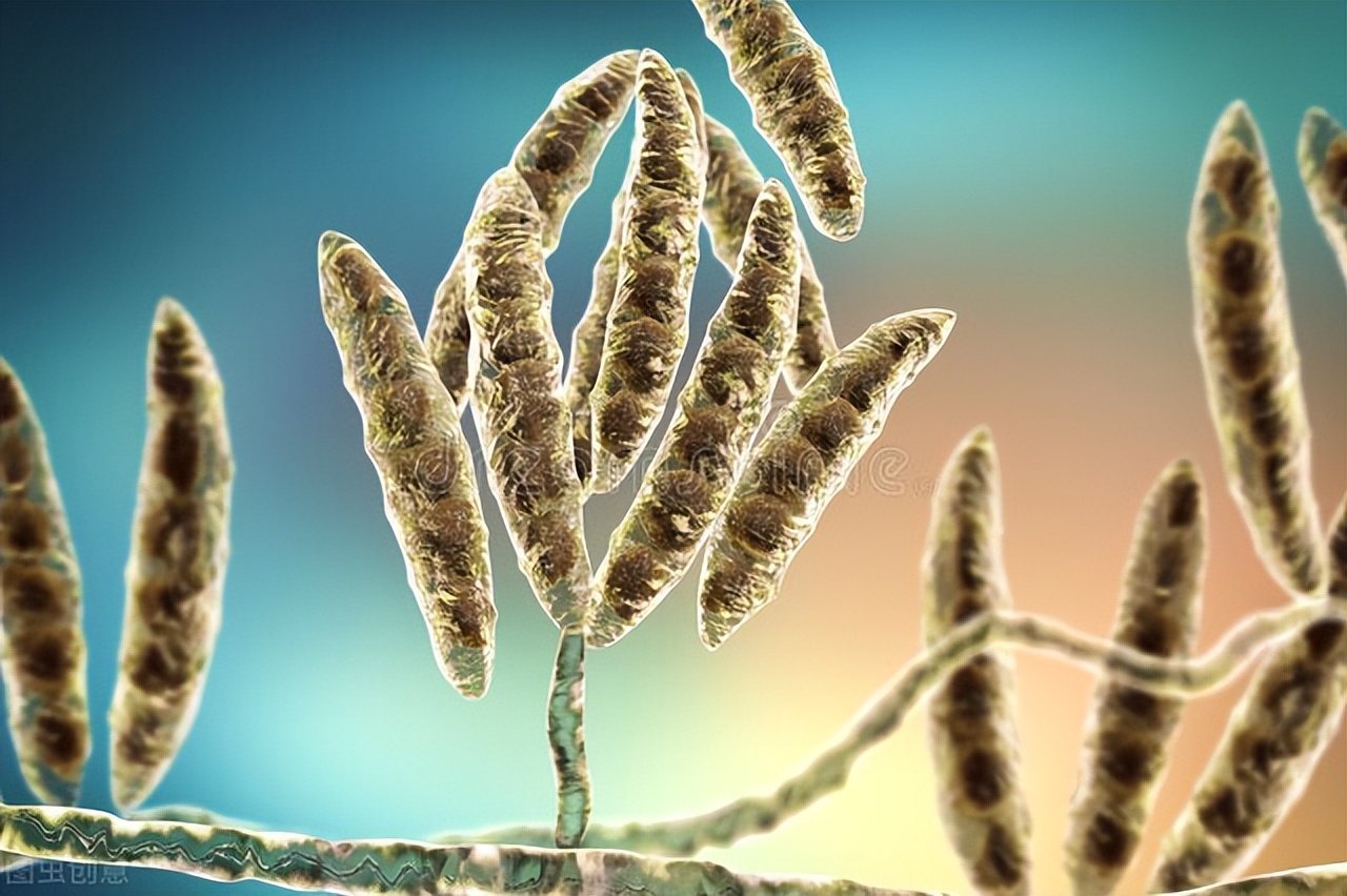 晚上睡前饿了吃什么水果不发胖,晚上睡前减肥饿了用什么充饥