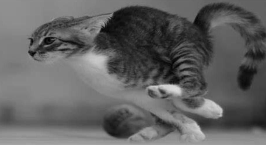 如何预防猫进卧室,猫往外跑会回家么