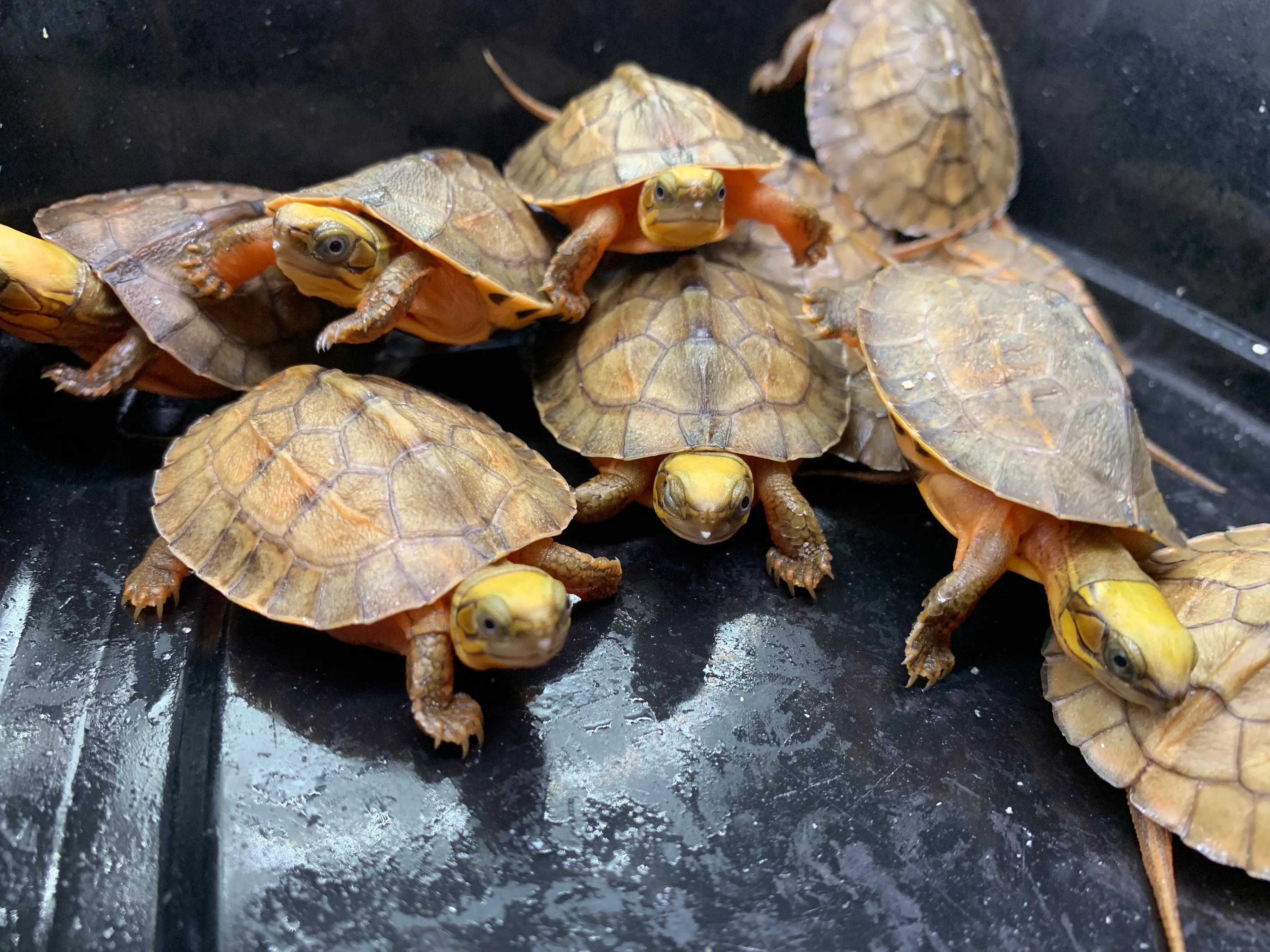 金钱龟饲养水里加盐吗,养金钱龟要放多少水