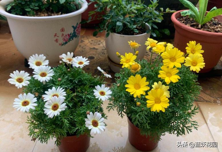 为什么我买的盆栽花总是养不活,为什么买来的花绿植总是养不好