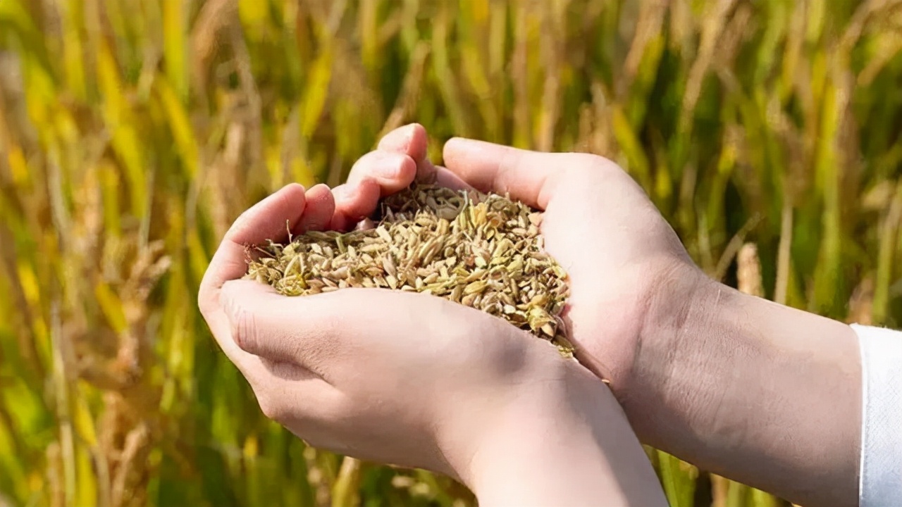 中国烟王第一名,中国烟王酒王