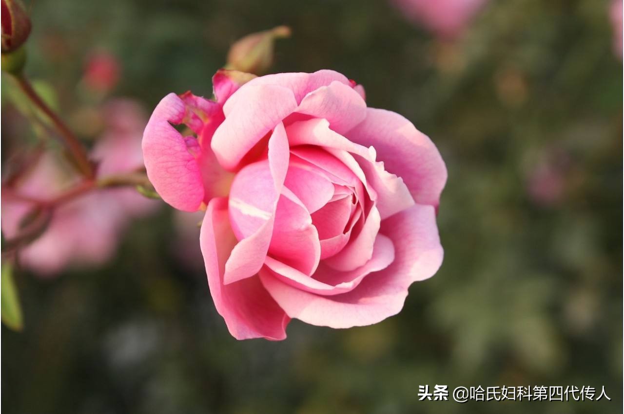 卵巢功能早衰怎么治疗和锻炼,卵巢早衰怎么保养才能恢复最快