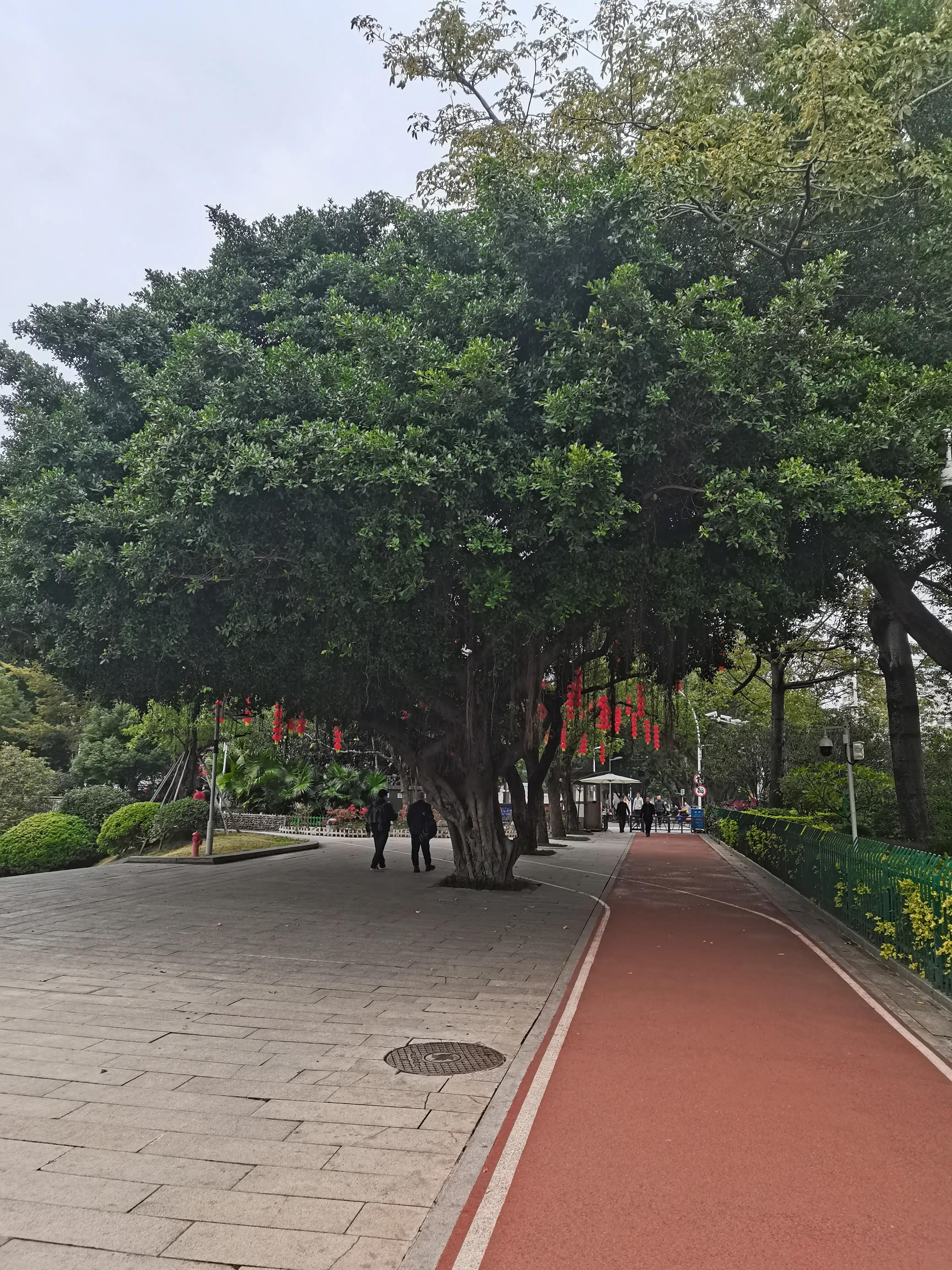 福州郁金香温泉公园,福州花海公园郁金香