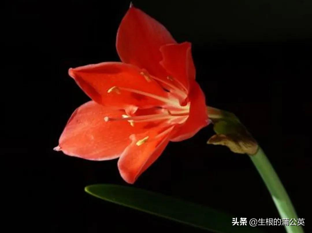 乔治百合品种,乔治百合花期多久