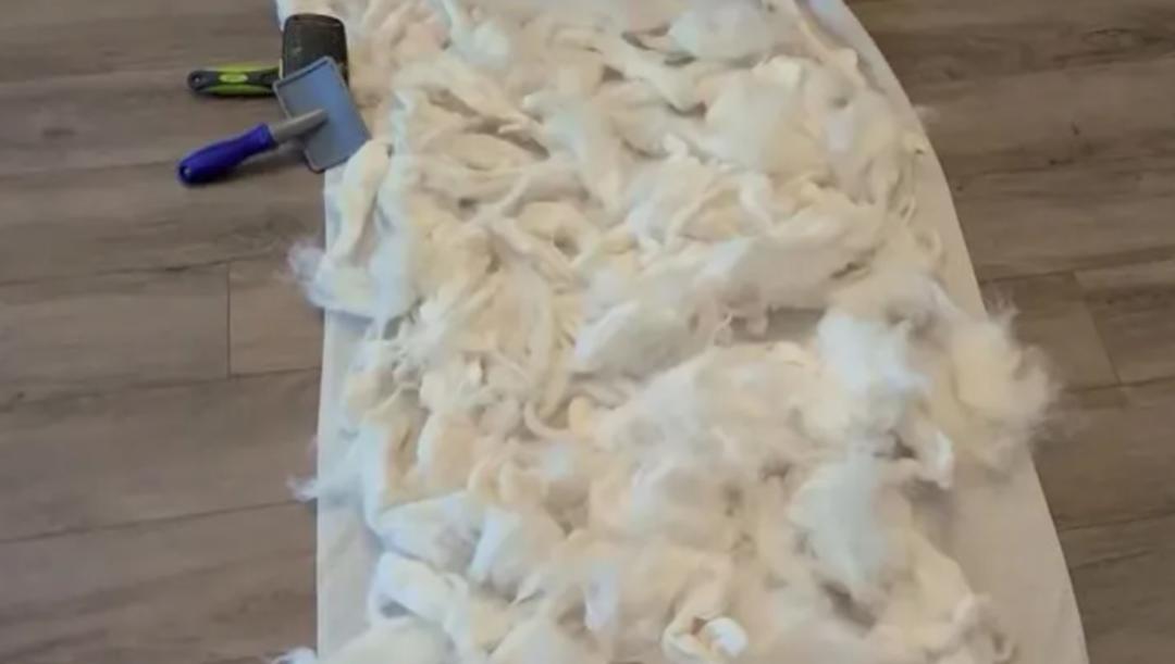 萨摩耶掉毛过程,萨摩耶铲屎官完整版