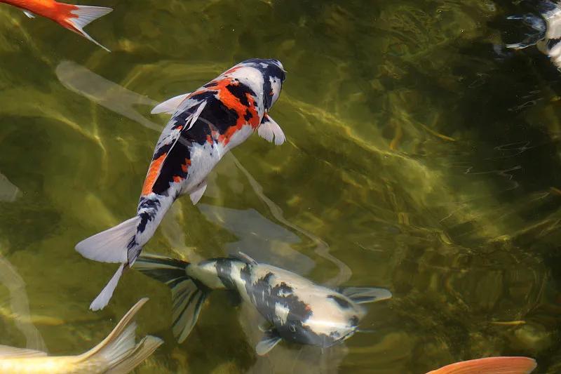 最好养的观赏鱼冷水鱼有哪些中型,冷水鱼有哪些观赏鱼比较好看