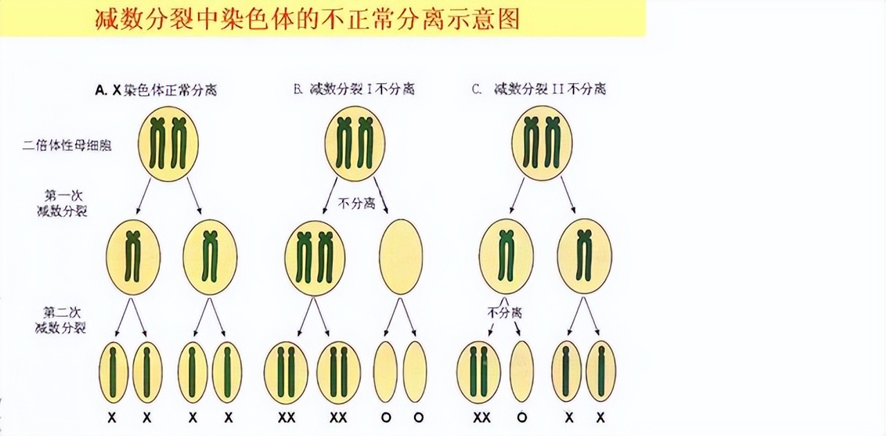 高中生物变异和育种知识点,高中生物变异育种进化思维导图