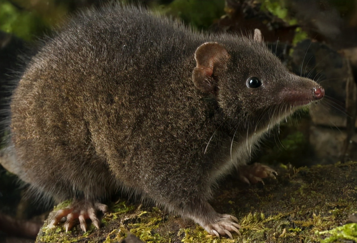 自然界什么动物活的时间最长,什么动物成年时间最长