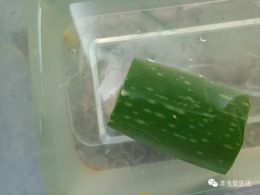 什么样的芦荟可以食用和美容,关于芦荟的小知识你知道多少