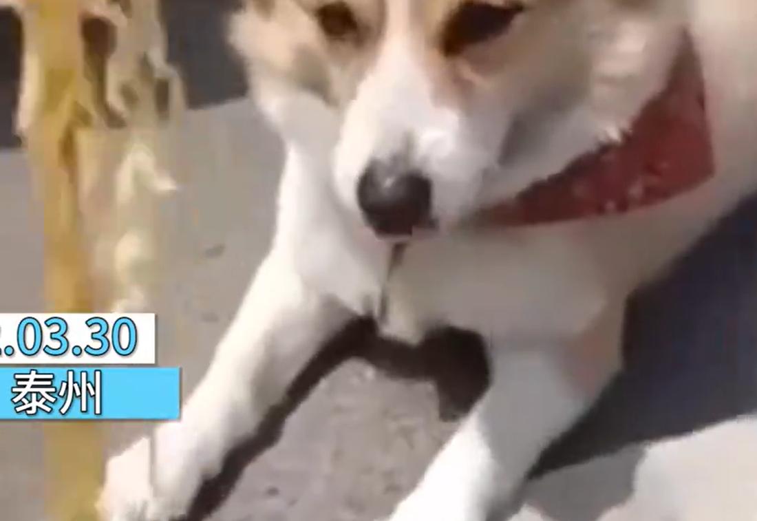 被堵高速小狗只能吃泡面,江苏货车司机高速被堵10天