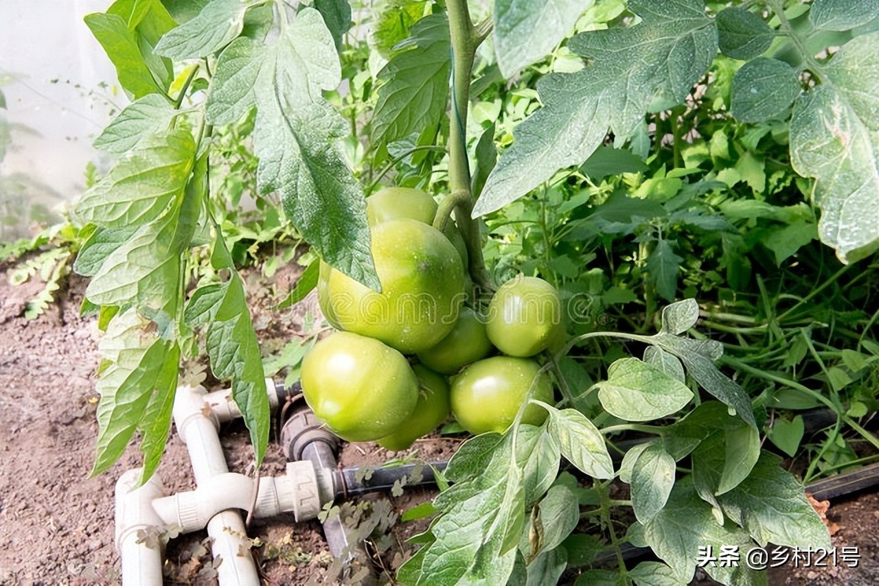 豆角秧黄叶防治土方法,种植的西红柿叶子干卷怎么补救