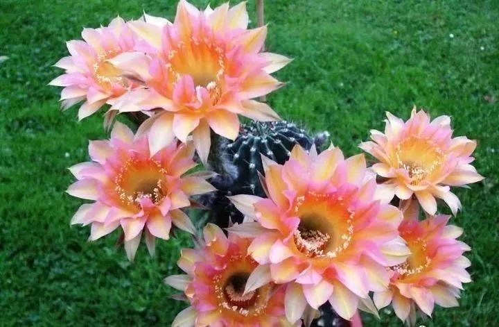 200种·仙人球开花图鉴，大开眼界，美到爆