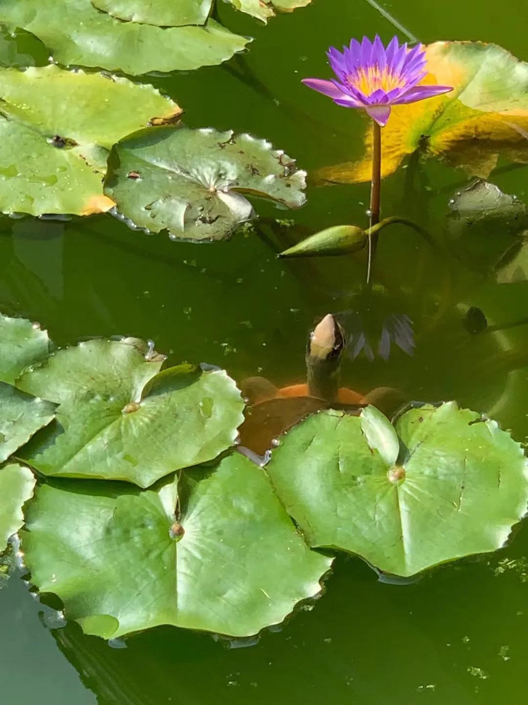 金钱龟养殖什么地方最好,家庭金钱龟的养殖注意事项