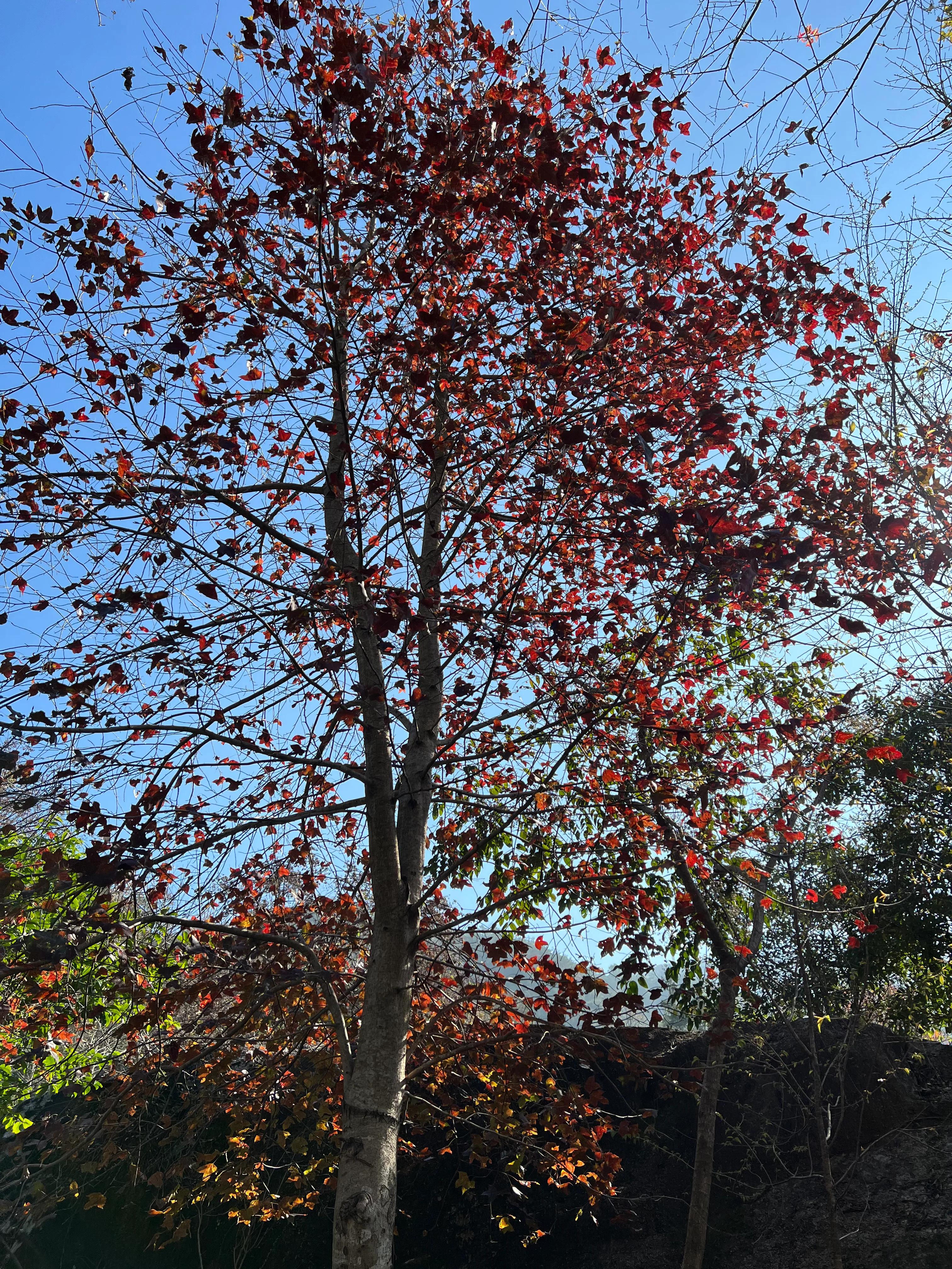 韶关新丰云髻山介绍,广东新丰云髻山旅游攻略