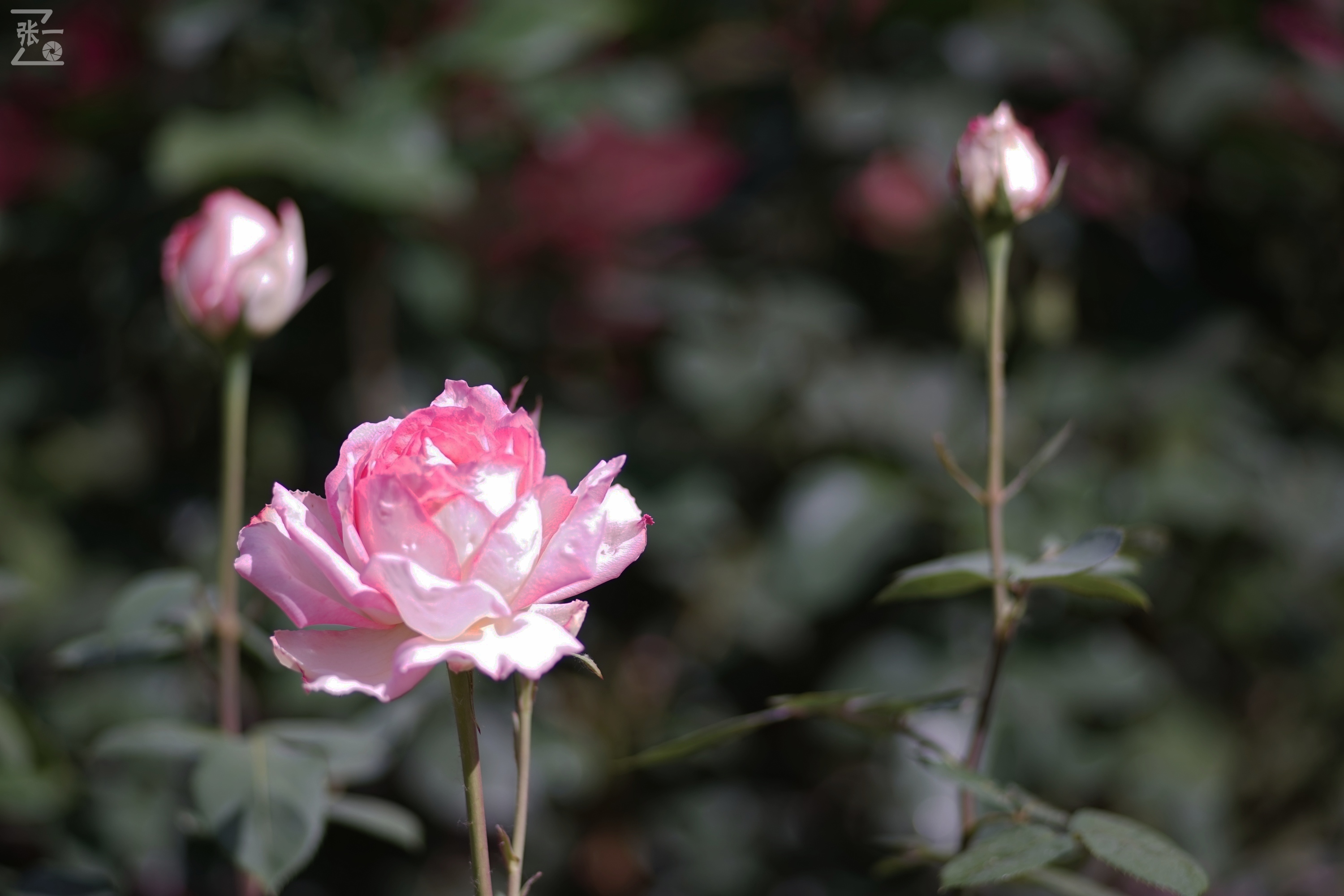 蔡司sonnar50毫米,蔡司sonnar镜头生产年份