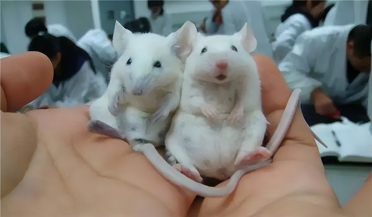 市场上的假羊肉串是用什么冒充的,老鼠冒充羊肉串