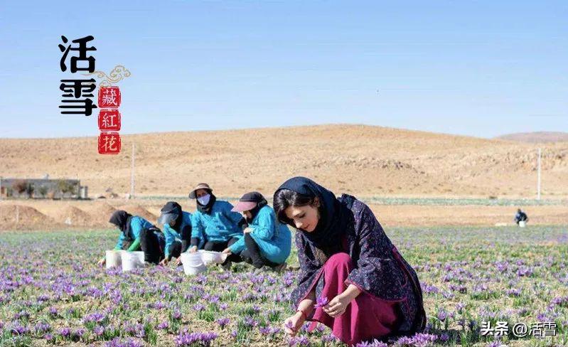 藏红花产自伊朗为什么叫藏红花,最好的藏红花产地在伊朗的哪里