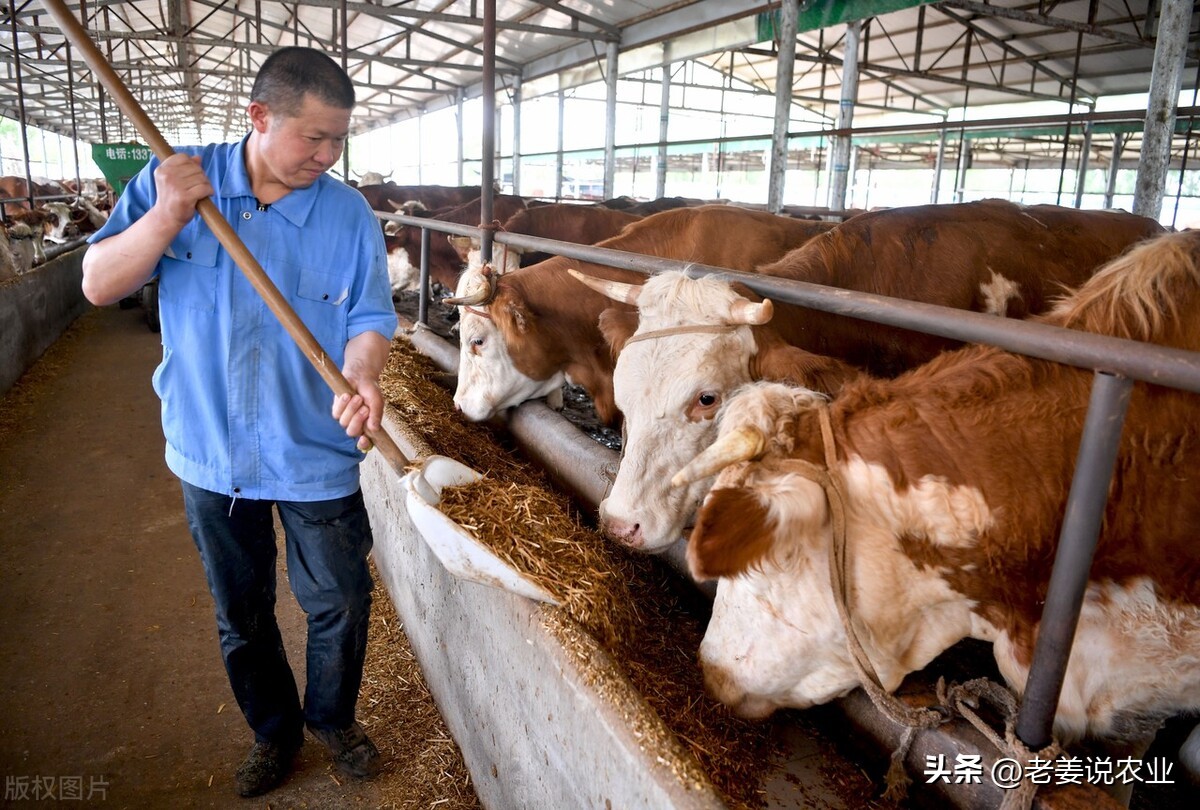 牛肉行情今日牛价,牛价上涨但是牛肉价格稳定