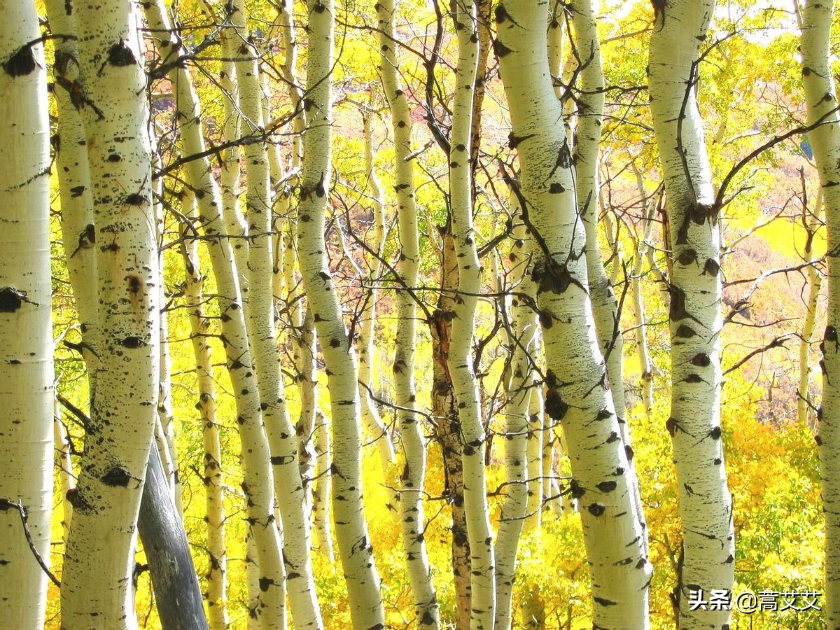 哈利波特全魔杖,哈利波特十大最强魔杖图片