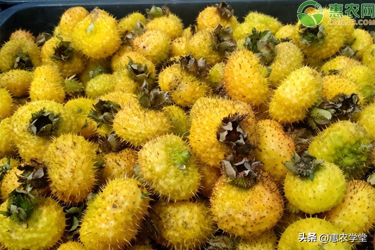 安国金樱子价格多少一斤,22年金樱子根多少钱一斤图片