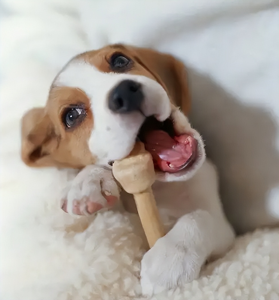 新手养狗怎么教狗狗上厕所,新手养狗中华田园犬基础知识