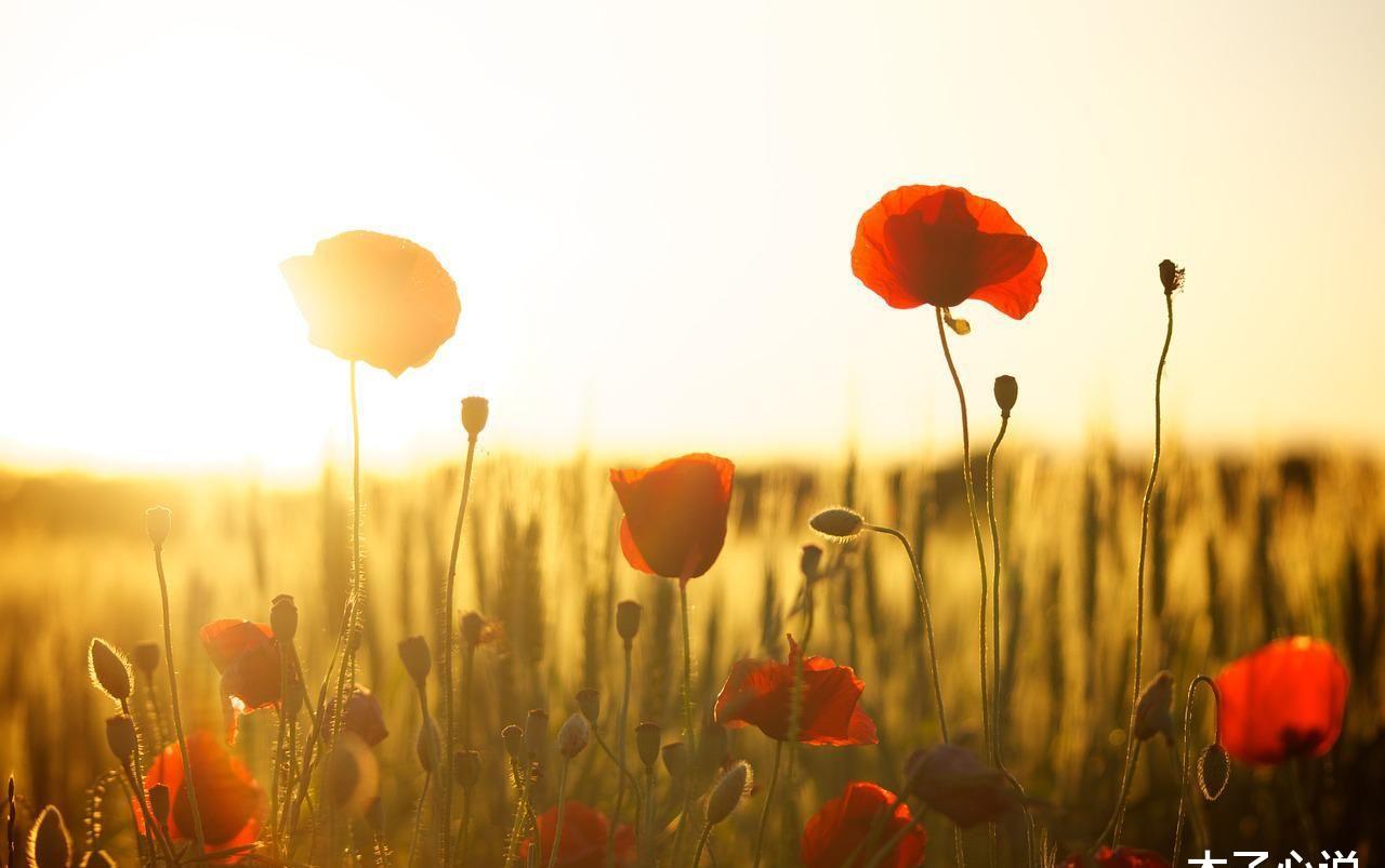 相依为命的两姐妹彻底决裂了,三友重逢结局