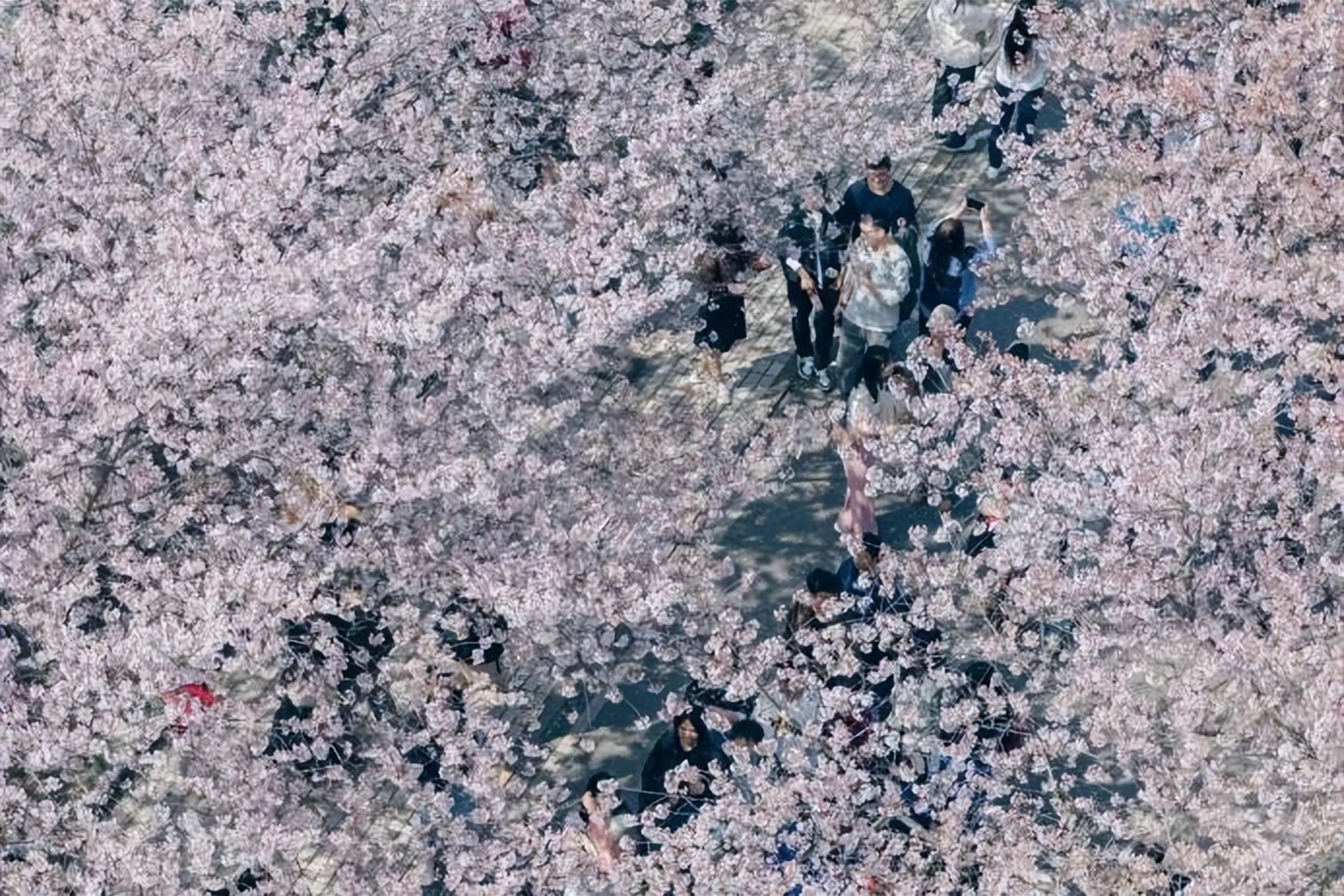 选择同济大学的理由,你为什么选择同济大学