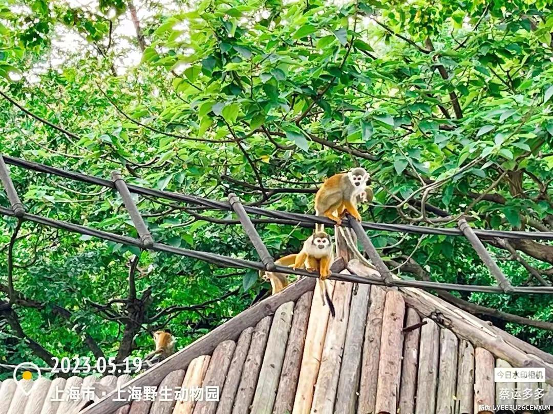 上海野生动物园和上海动物园,上海野生动物园过年营业时间