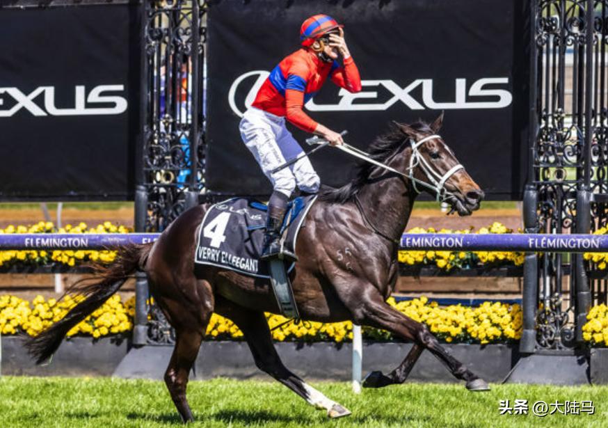 11场一级赛冠军雌马“雍容尔雅”正式退役，将在欧洲配种