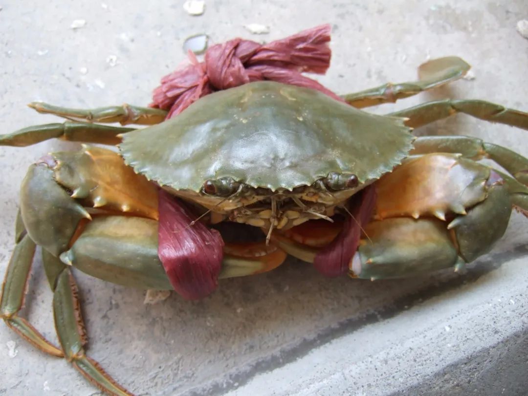 为什么不能吃冷冻螃蟹,没死时候冷冻的螃蟹能吃吗