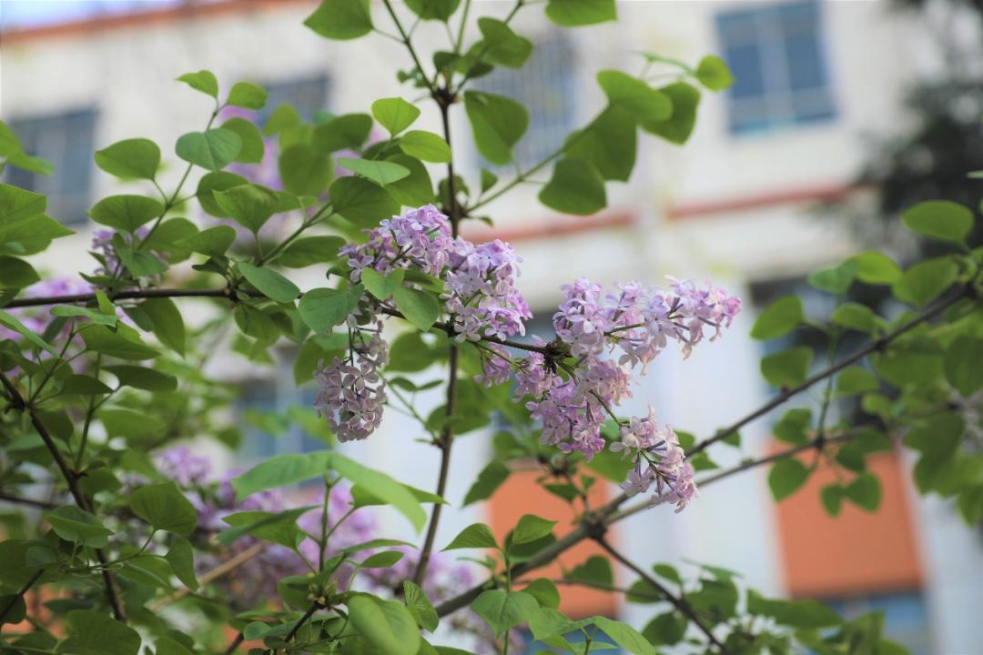 鐩哥害鍐滃ぇ,鐩歌仛浜戠鐩哥害鍐滃ぇ