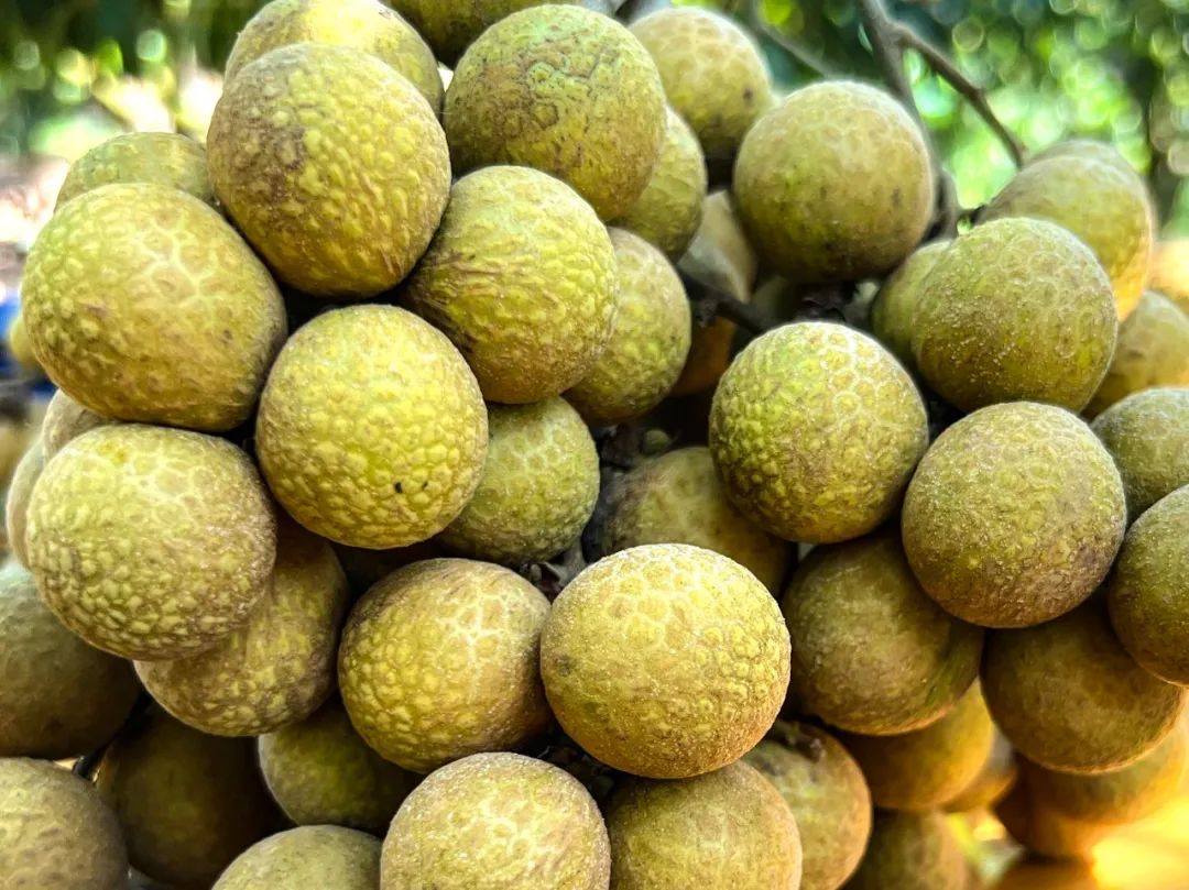 脆蜜金柑5年树,脆蜜金柑15年树龄