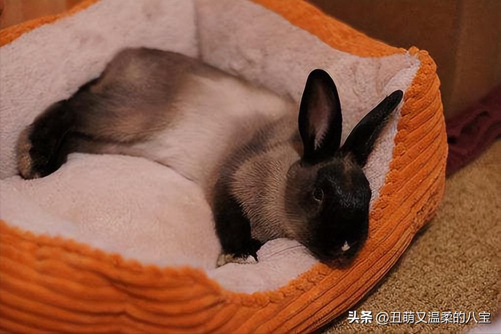 兔子感冒大概几天会死,兔子感冒一个星期