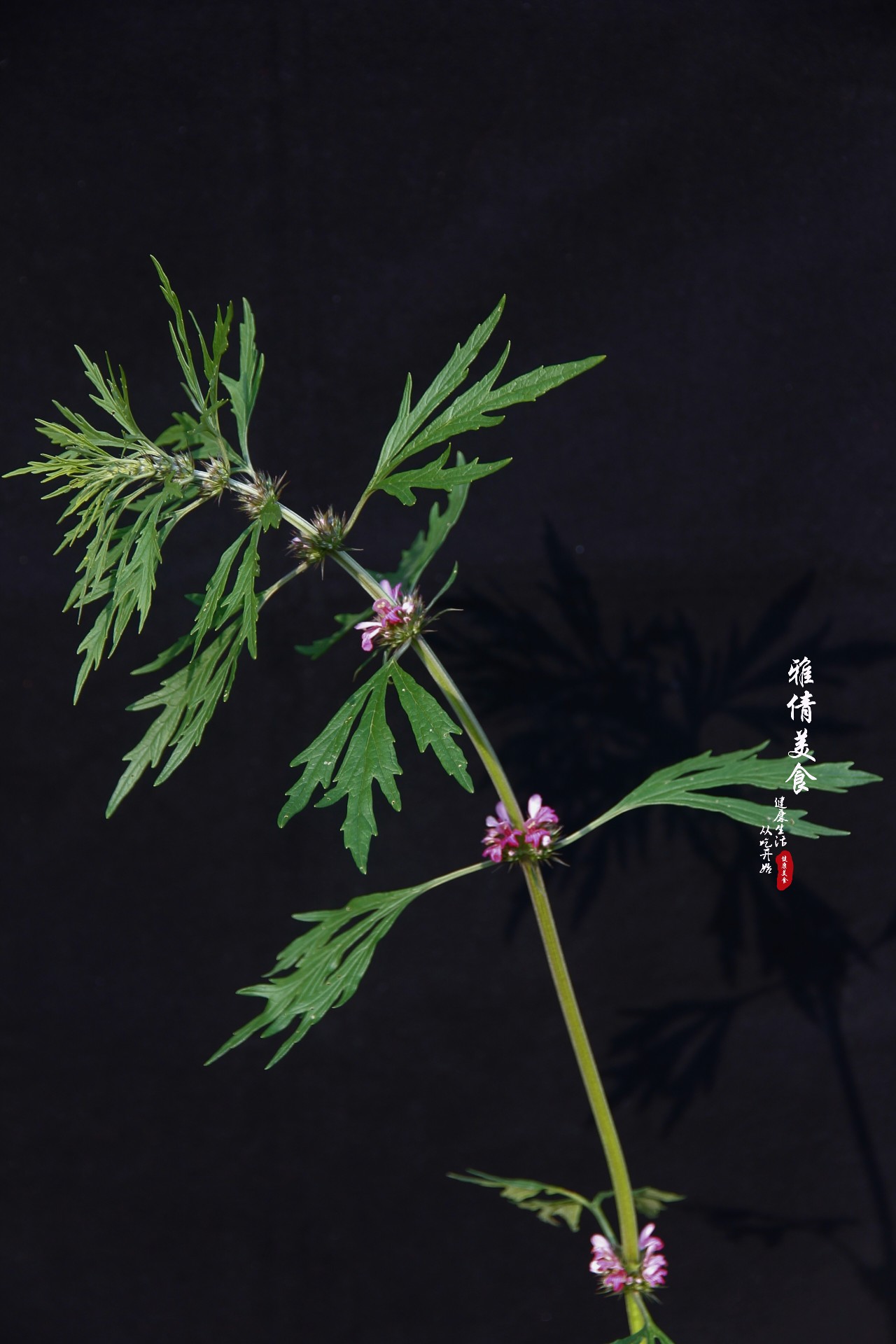 农村荒地里长出“女人草”，人称“妇女之友”，常有人与艾叶混淆