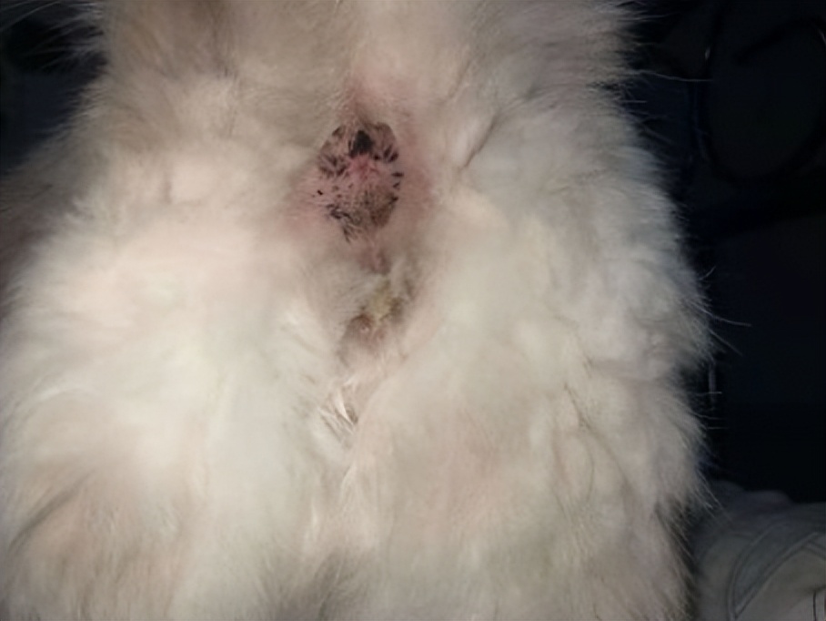 猫咪内膜炎症状,猫咪内膜炎