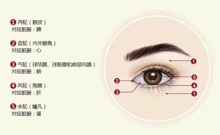 五轮学说的意义,五轮学说的应用