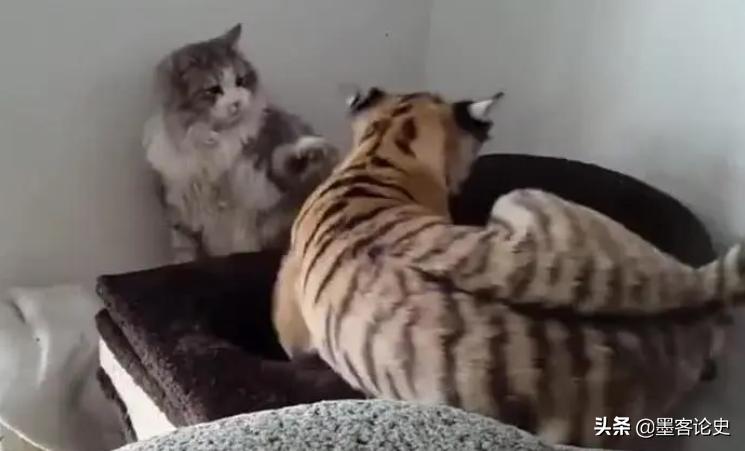 辽宁一虎王失恋，动物管理员得知连忙送一家猫，引发猫虎之战
