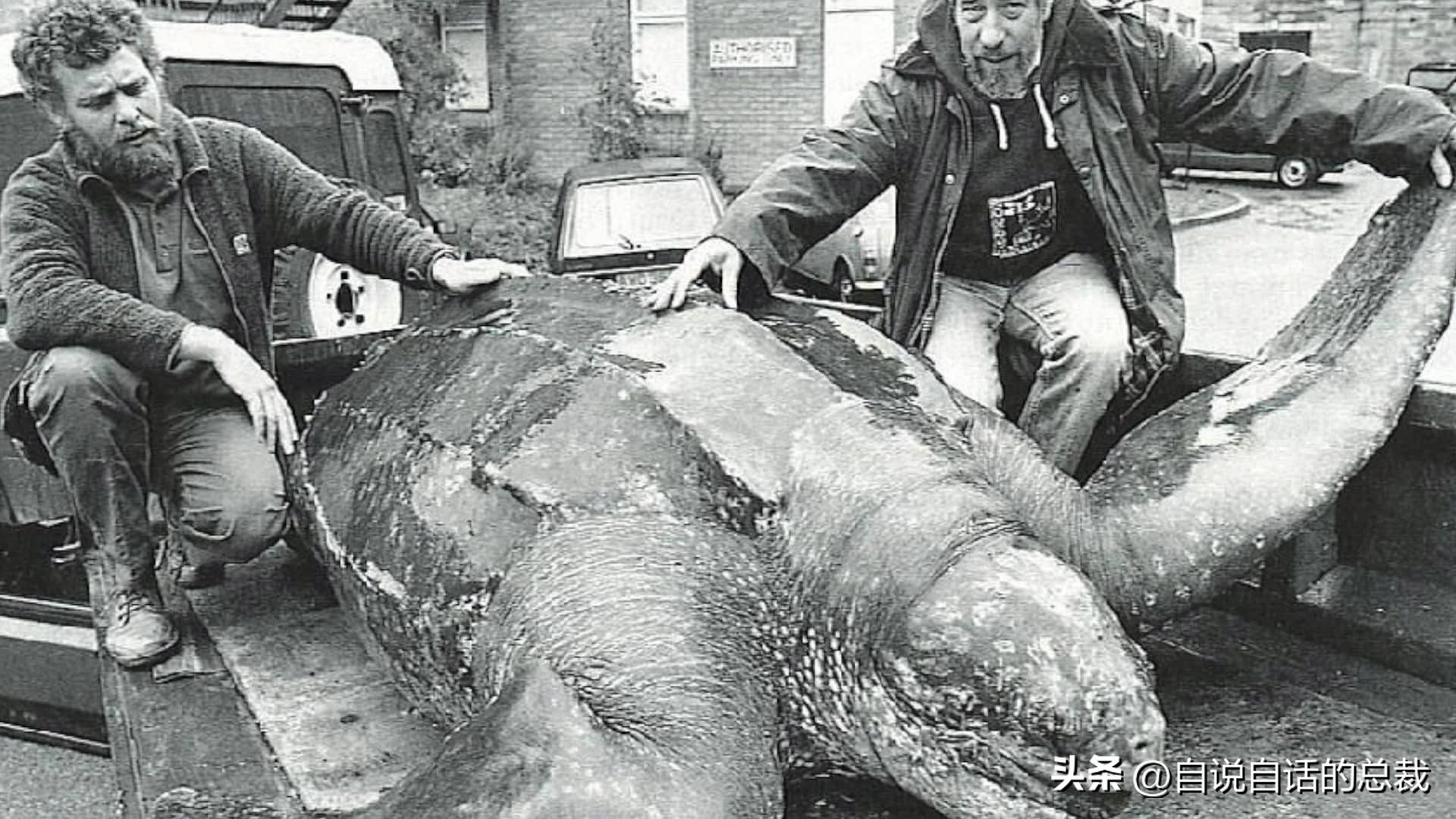 龟蛇大战,龟蛇大战故事