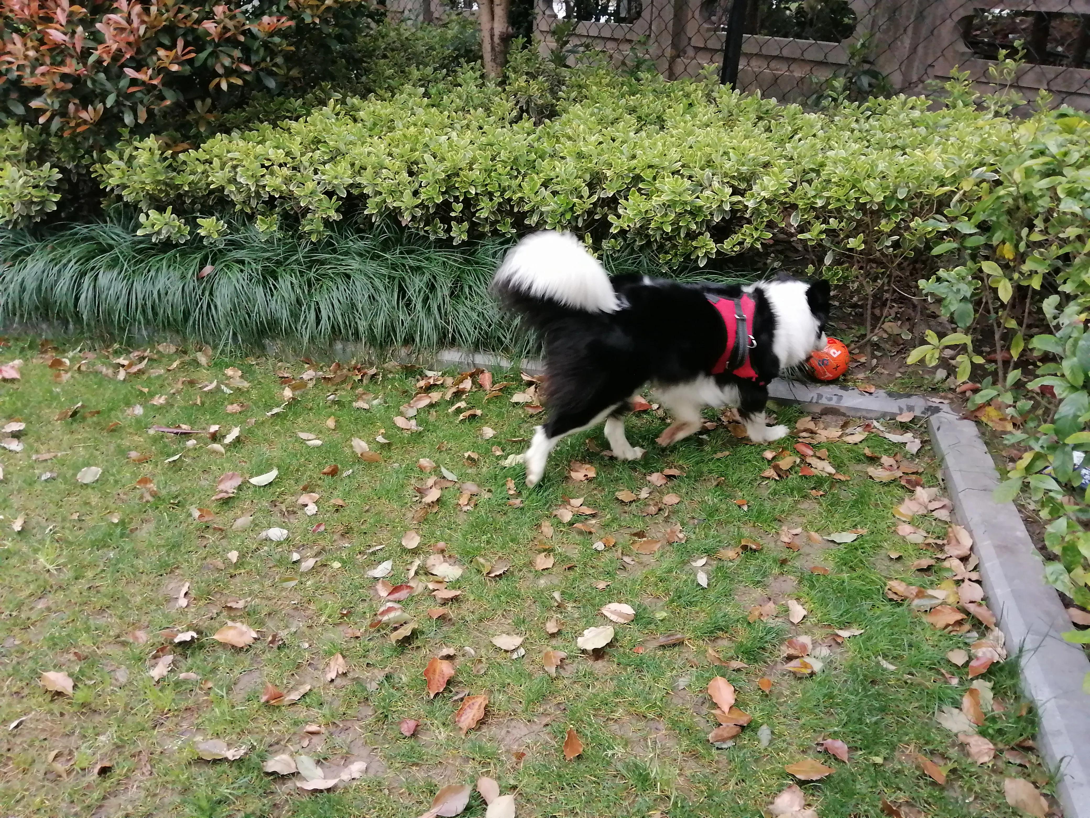 疫情时期的足球,疫情时候的足球