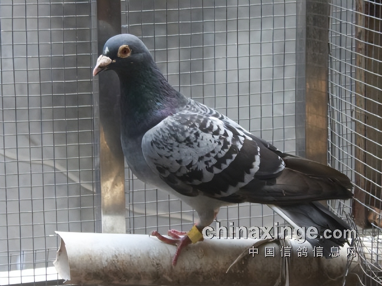 宁镇扬大赛,宁镇扬足球邀请赛