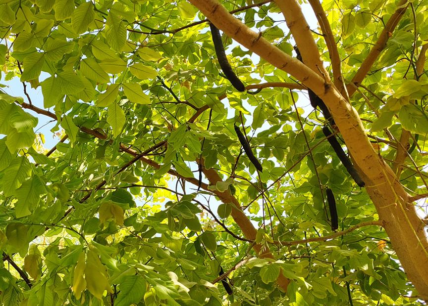 迪拜适合养什么植物,迪拜常见花草