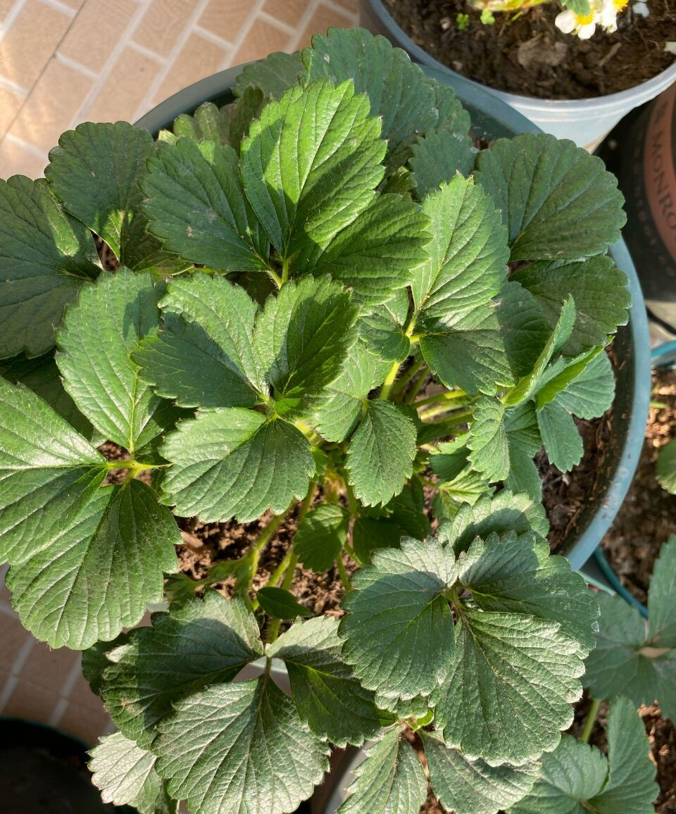 阳台种草莓的技巧和正确方式,在家里阳台种草莓收获时的喜悦