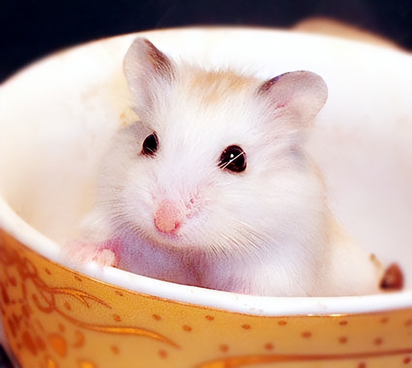 布丁鼠成长全过程,布丁鼠容易上手吗