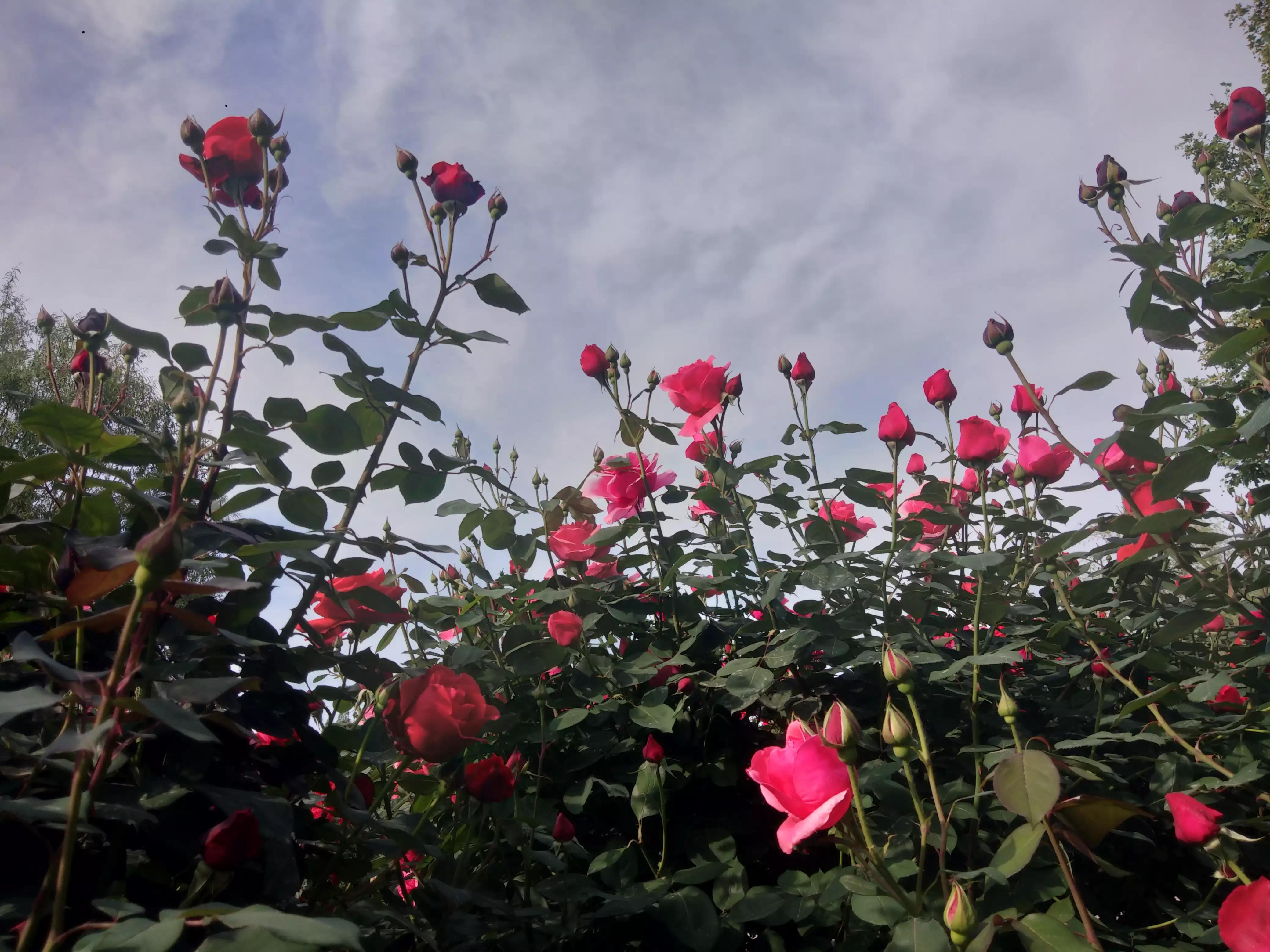 赠人玫瑰手有余香的英语,赠人玫瑰手有余香作文