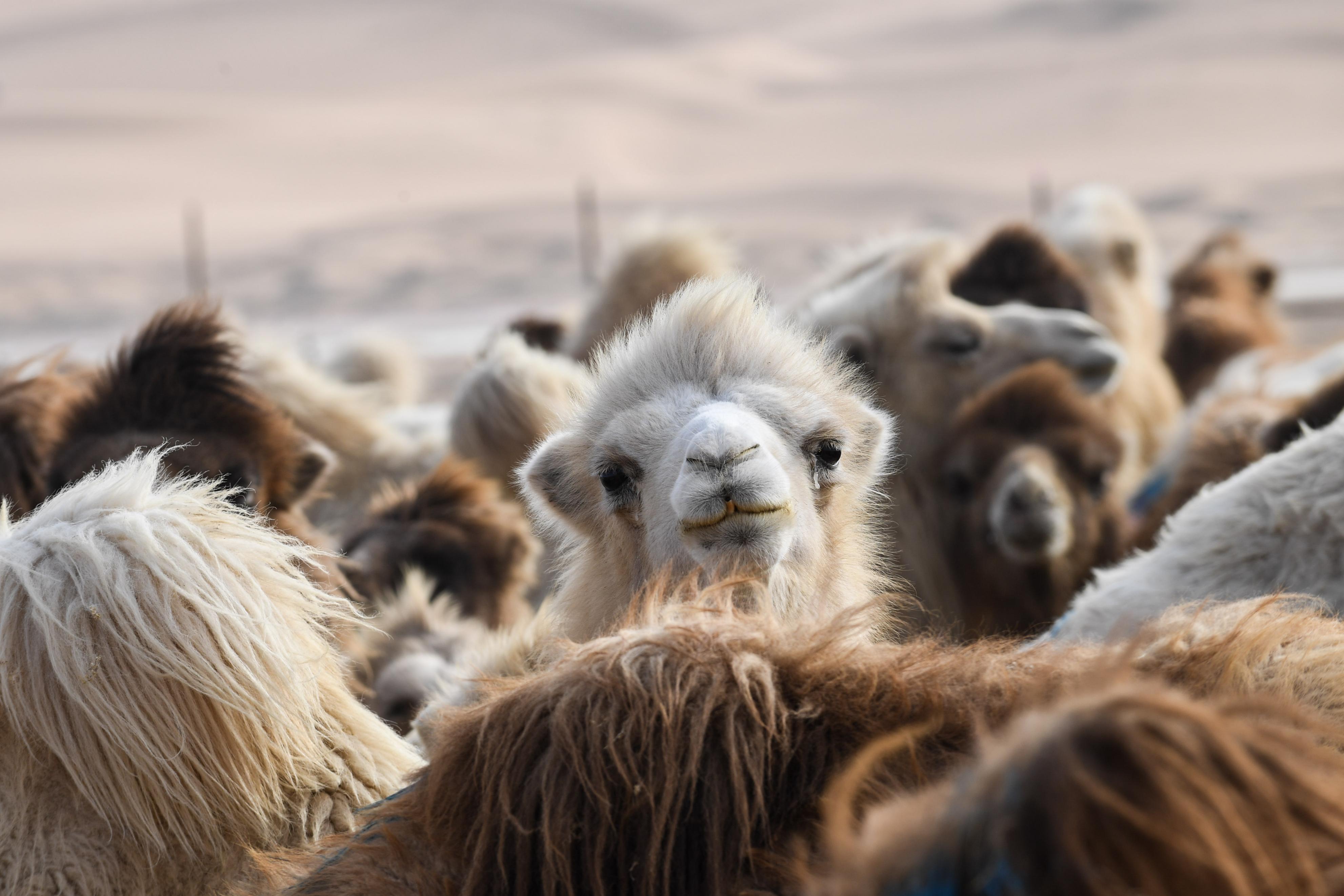 野生双峰骆驼和家养骆驼有何区别,野骆驼和骆驼是一个物种吗